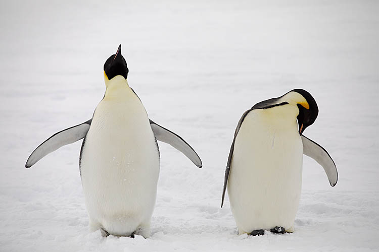 Emperor Penguin (Aptenodytes forsteri)