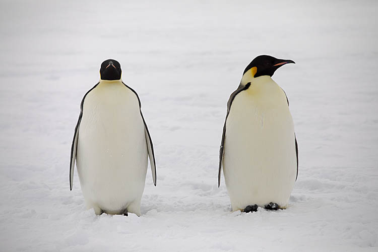 Emperor Penguin (Aptenodytes forsteri)