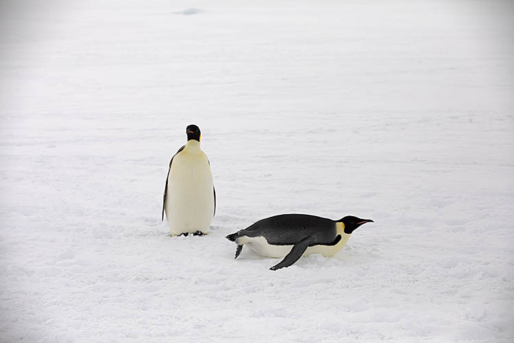 Emperor Penguins (Aptenodytes forsteri)