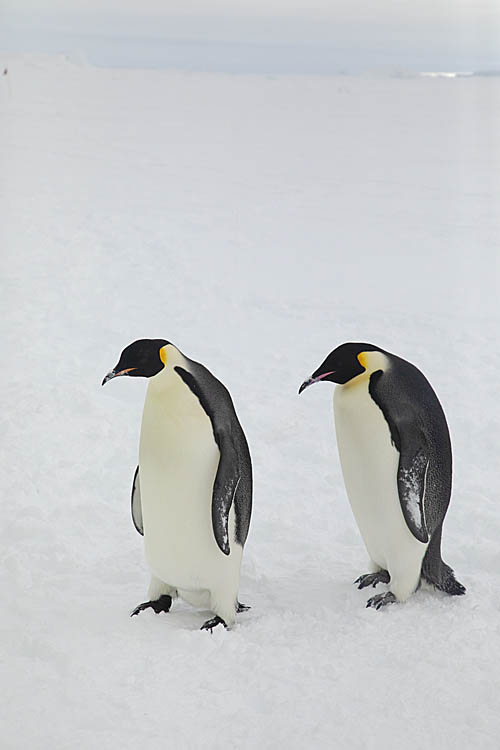 Emperor Penguins (Aptenodytes forsteri)