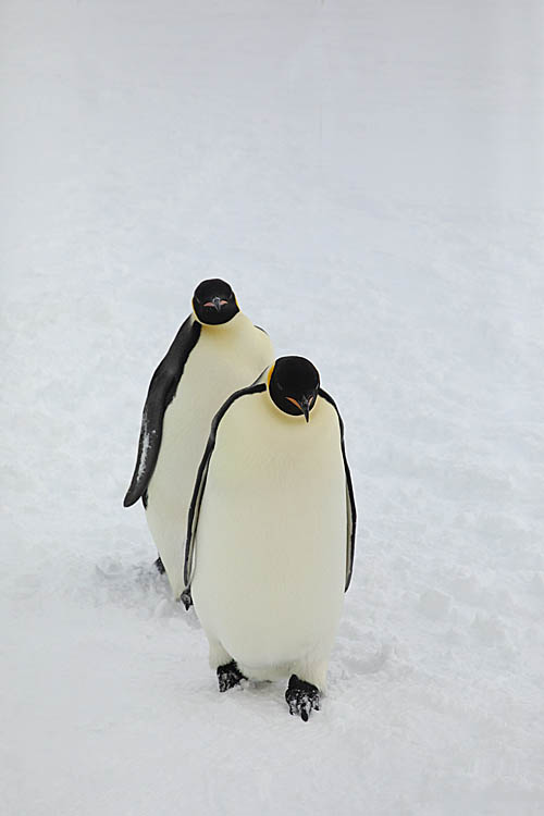 Emperor Penguins (Aptenodytes forsteri)