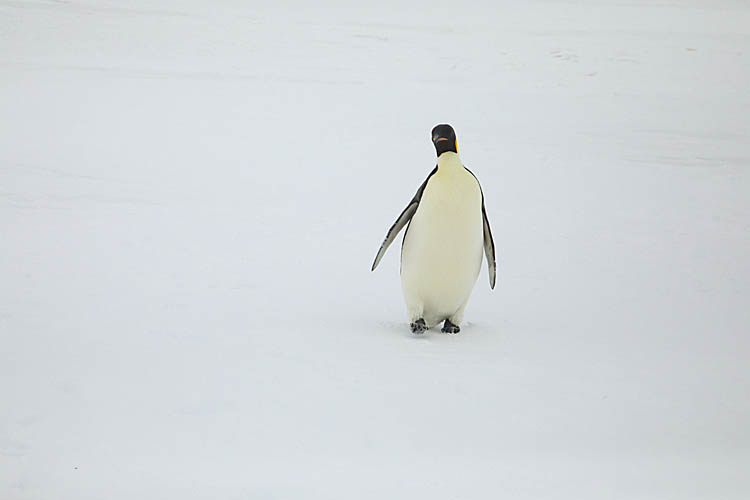 Emperor Penguin (Aptenodytes forsteri)