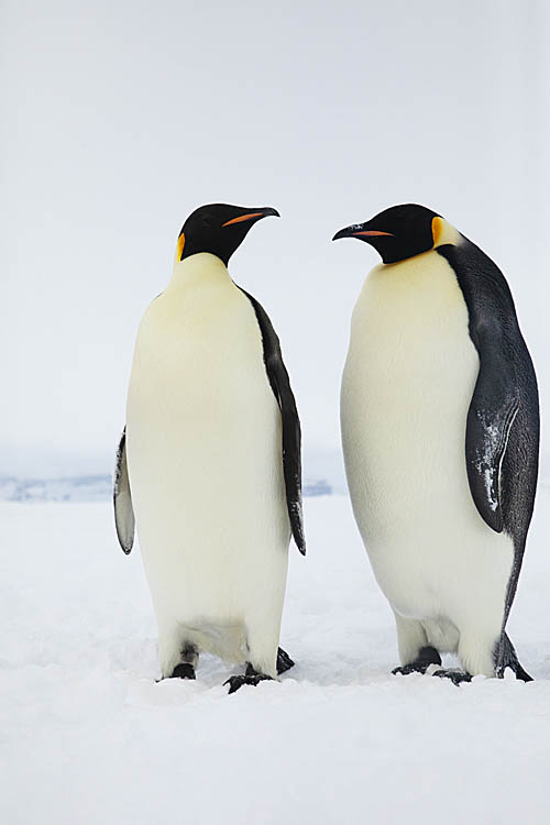 Emperor Penguin (Aptenodytes forsteri)