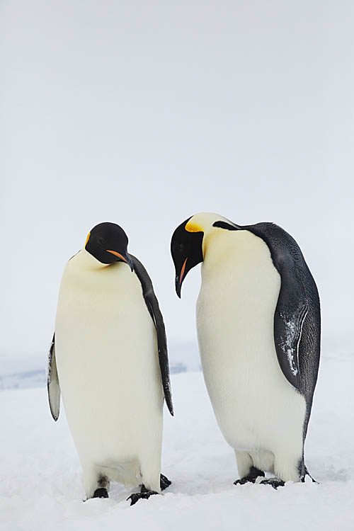 Emperor Penguin (Aptenodytes forsteri)