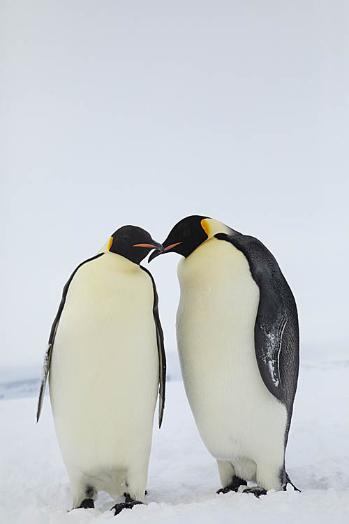 Emperor Penguin (Aptenodytes forsteri)