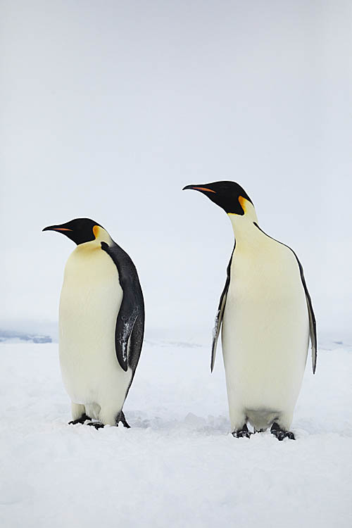 Emperor Penguin (Aptenodytes forsteri)