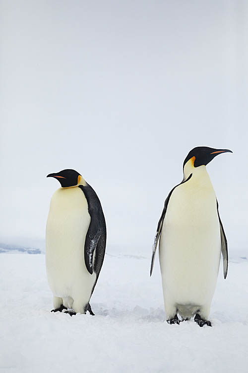 Emperor Penguin (Aptenodytes forsteri)