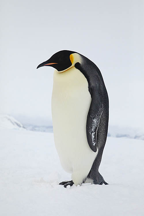 Emperor Penguin (Aptenodytes forsteri)