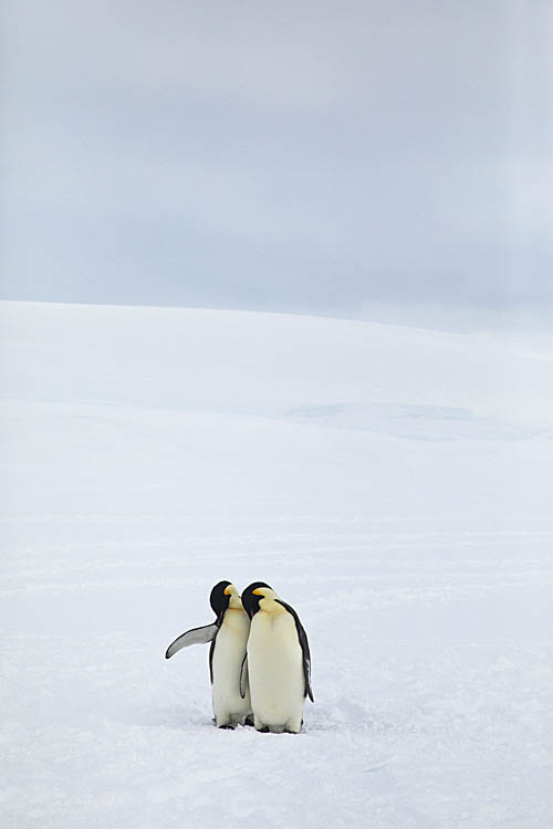 Emperor Penguin (Aptenodytes forsteri)