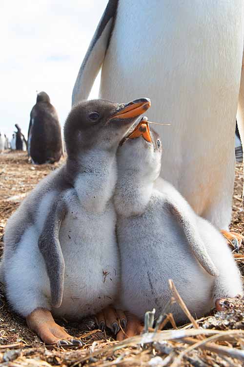 Gentoo Penguin (Pygoscelis papua)