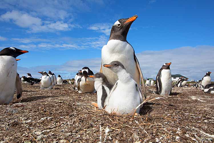 Gentoo Penguin (Pygoscelis papua)