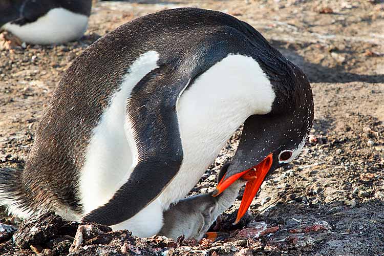 Gentoo Penguin (Pygoscelis papua)