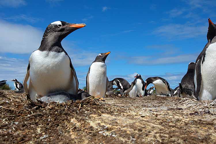 Gentoo Penguin (Pygoscelis papua)