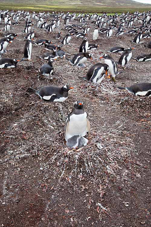 Gentoo Penguin (Pygoscelis papua)