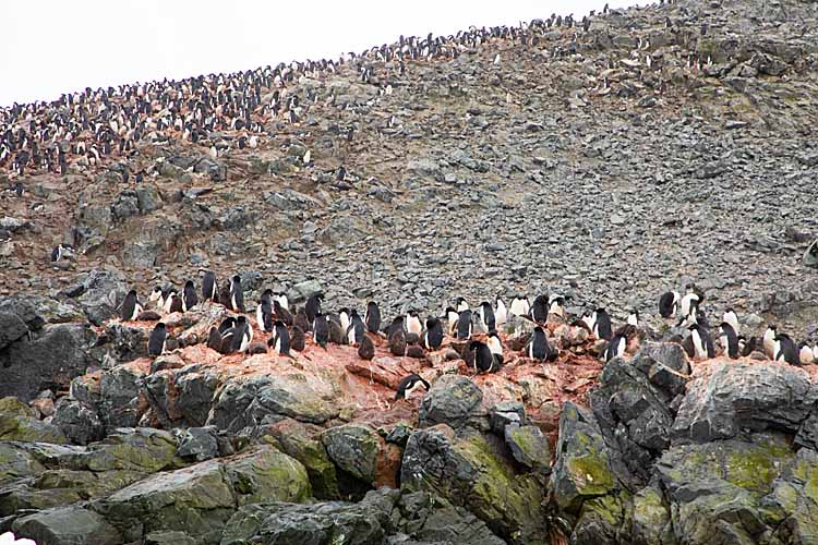 Gentoo Penguin (Pygoscelis papua)