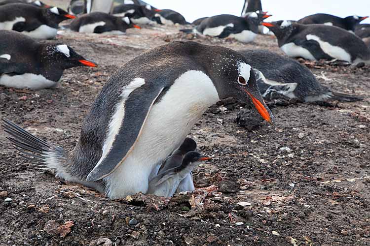 Gentoo Penguin (Pygoscelis papua)