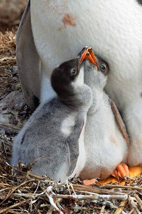 Gentoo Penguin (Pygoscelis papua)