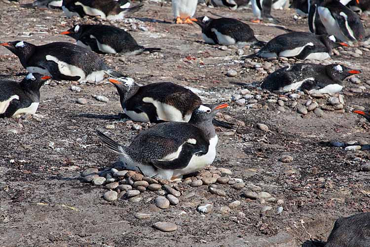 Gentoo Penguins (Pygoscelis papua)