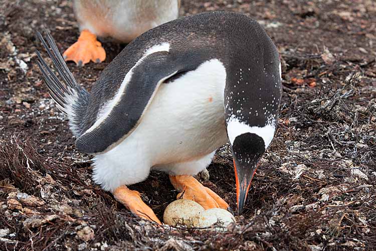 Gentoo Penguin (Pygoscelis papua)