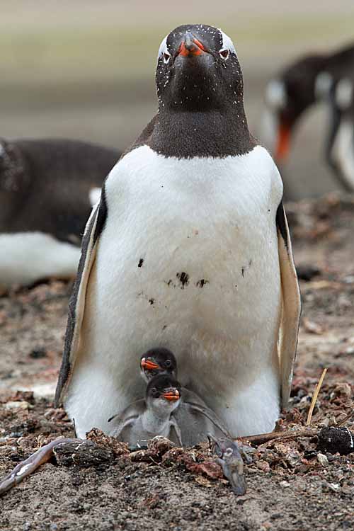 Gentoo Penguin (Pygoscelis papua)