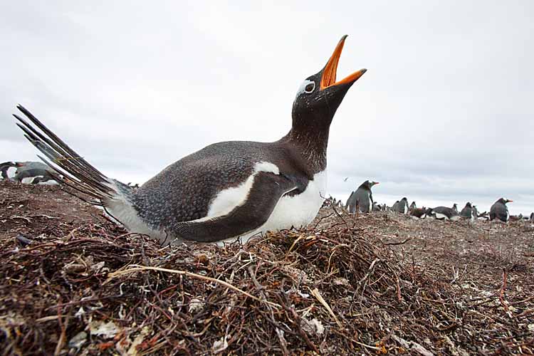 Gentoo Penguin (Pygoscelis papua)