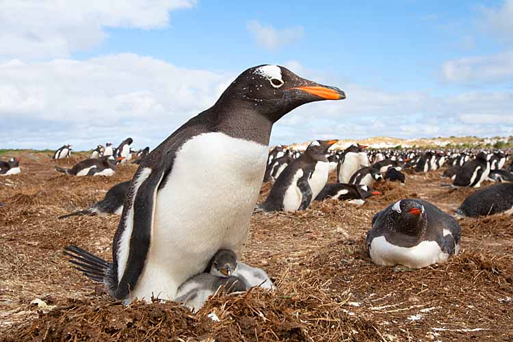 Gentoo Penguin (Pygoscelis papua)