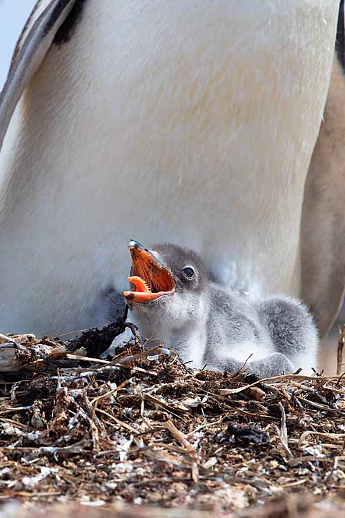 Gentoo Penguin (Pygoscelis papua)