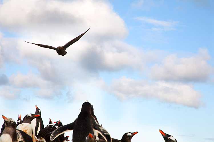 Gentoo Penguins (Pygoscelis papua)