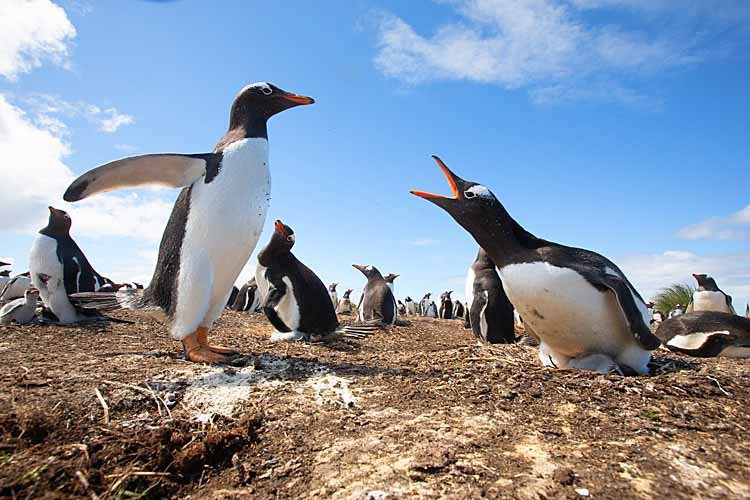 Gentoo Penguin (Pygoscelis papua)