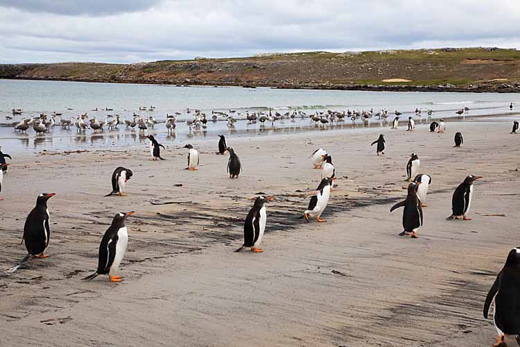 Gentoo Penguin (Pygoscelis papua)