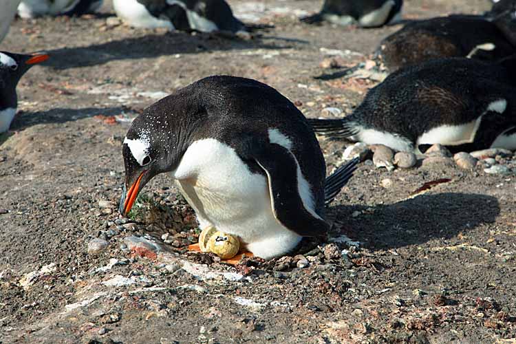 Gentoo Penguin (Pygoscelis papua)