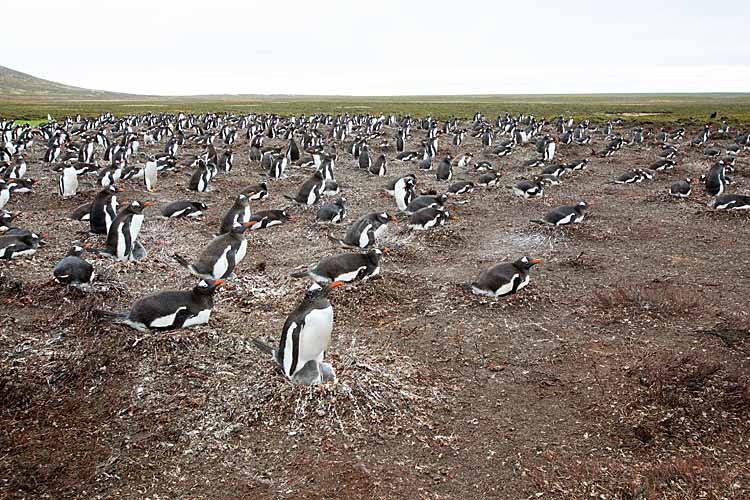 Gentoo Penguin (Pygoscelis papua)