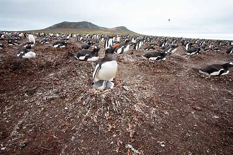 Gentoo Penguin (Pygoscelis papua)