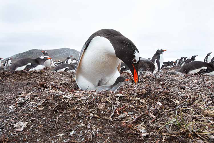 Gentoo Penguin (Pygoscelis papua)