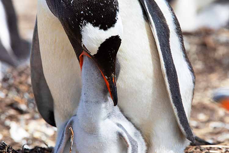 Gentoo Penguin (Pygoscelis papua)