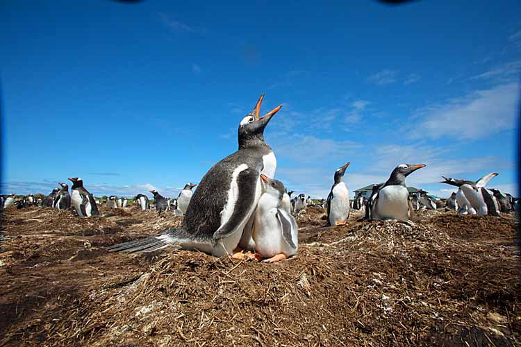 Gentoo Penguin (Pygoscelis papua)