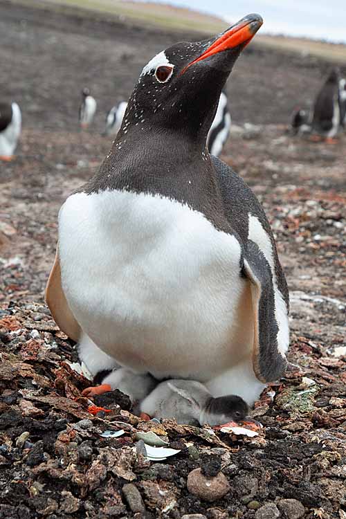 Gentoo Penguin (Pygoscelis papua)