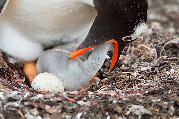 Gentoo Penguin (Pygoscelis papua)