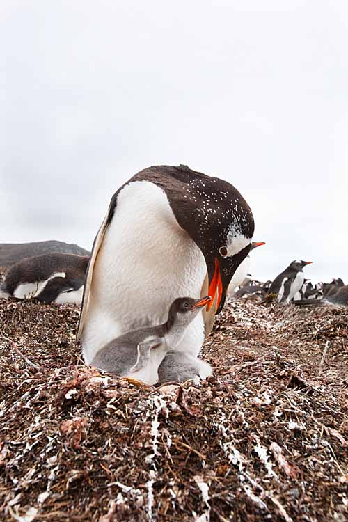 Gentoo Penguin (Pygoscelis papua)