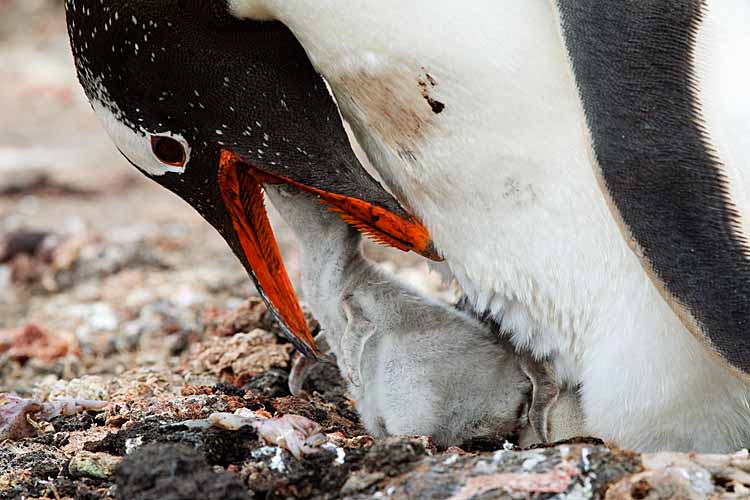 Gentoo Penguin (Pygoscelis papua)