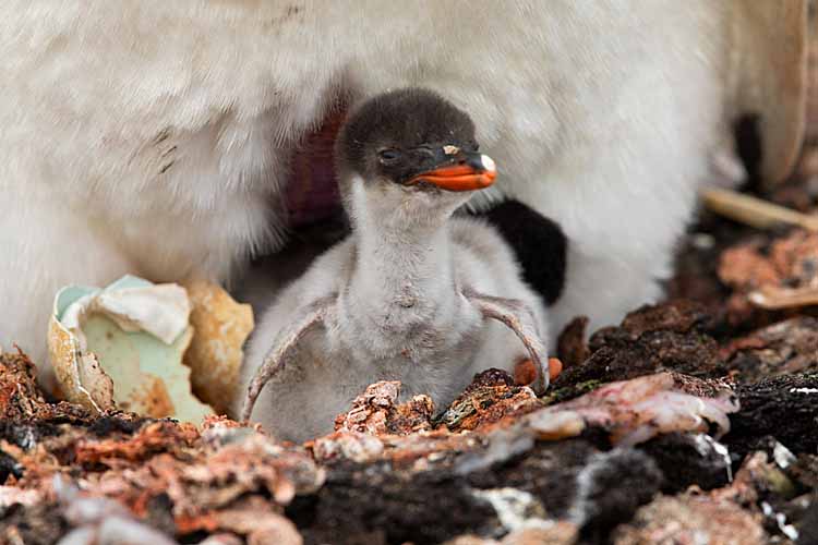 Gentoo Penguin (Pygoscelis papua)