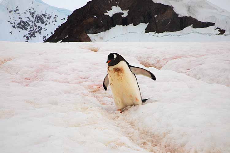 Gentoo Penguin (Pygoscelis papua)