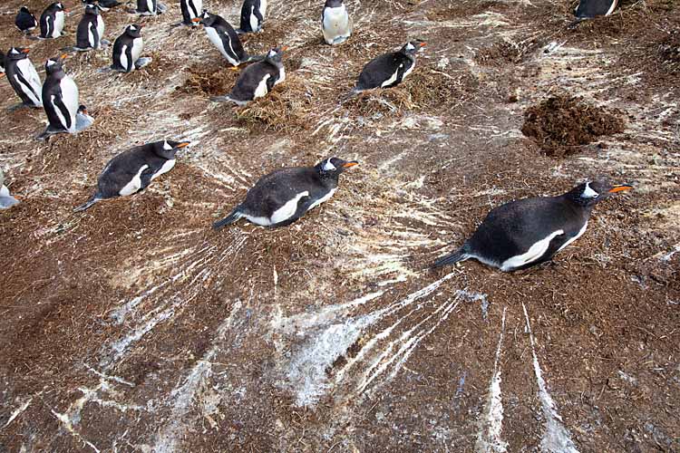 Gentoo Penguin (Pygoscelis papua)