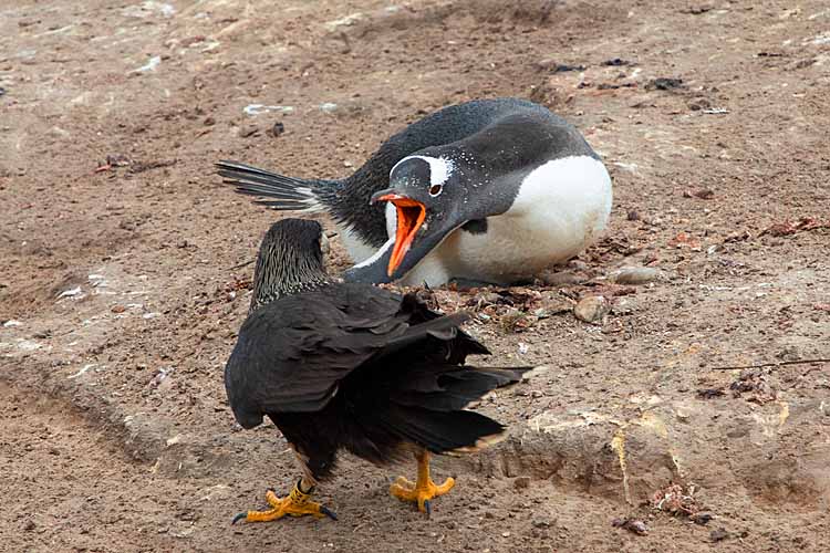 Gentoo Penguin (Pygoscelis papua)