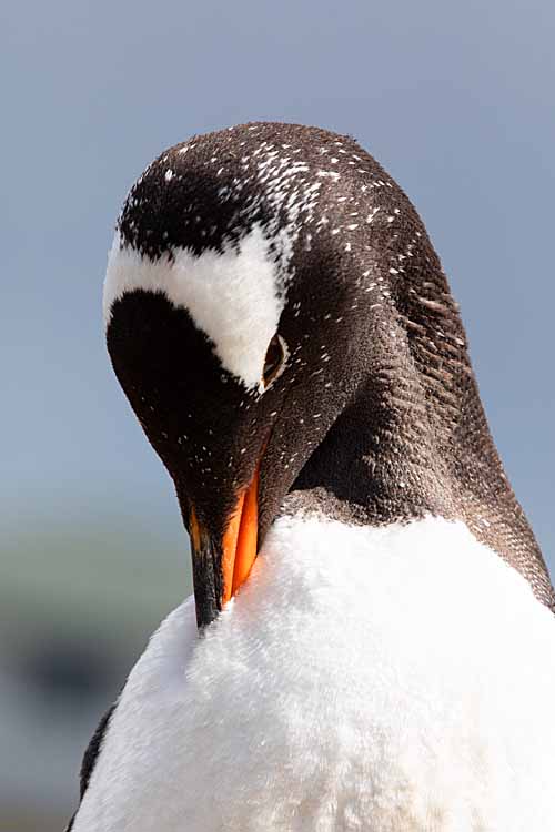 Gentoo Penguin (Pygoscelis papua)