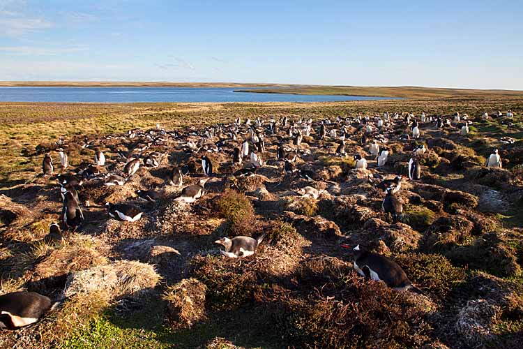 Gentoo Penguin (Pygoscelis papua)