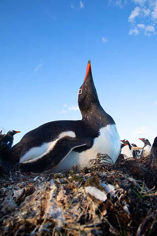 Gentoo Penguin (Pygoscelis papua)