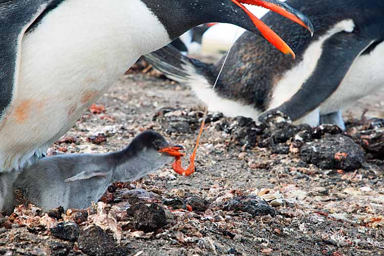 Gentoo Penguin (Pygoscelis papua)