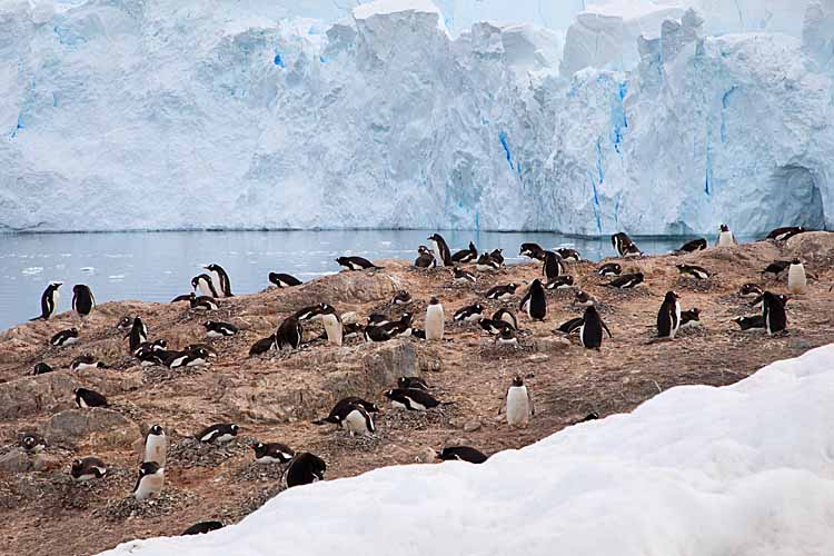 Gentoo Penguin (Pygoscelis papua)