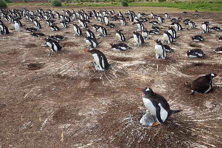 Gentoo Penguin (Pygoscelis papua)